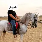 السلام عليكم حصان شعبي كفو