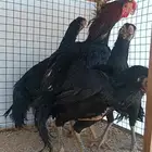 طقم أذناب الهند