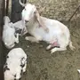 معزاء للبيع