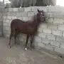 مهره عربيه شعبيه