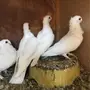 زوج حب رمان أبيض مع طبتين