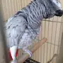 ببغاء كاسكو افريقي