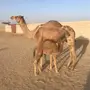 ناقه خلفة ساحليه 
