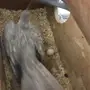 جوز كروان هولندي منتج