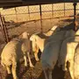 رخال ذبايح تفريد