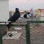 قطايف 