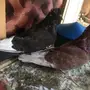 جوزمالطي سوبر جامبو ماشاء الله
