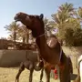 خلفتين المجهم حدرها قعود و المغتر حدرها 