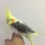 كروان اليف البيع مستعجل 