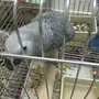 ببغاء كاسكو أفريقي 