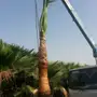 نخل واشنطني مراوح بجميع مقاساته