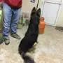 German Shepherd pure بوليسي