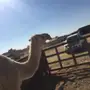 الخرج - بكره طيبه مقنويه 