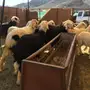 ذبيحتك لحد البيت 