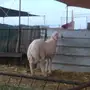 مشروع فحول 