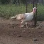 دجاجة رومية منتجة 