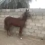 مهره عربيه شعبيه