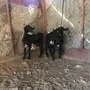 5جفار وطلي الحد 2000للكل
