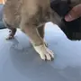 4 جراوي للبيع 