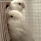 طيور روز للبيع.