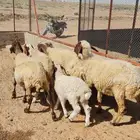 للبيع غنام نعيم طيبات