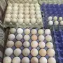 بيض رومي للبيع 