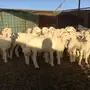 طليان ورخال 