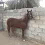 مهره عربية شعبيه