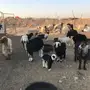 مواليد 