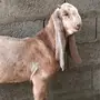 تيس خصم  مشروك 