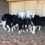 ذبايح  نجدي  العدد 8 