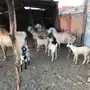 ماعز للبيع