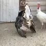 4 دياكه رومي 