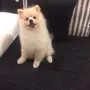 بومرينيان   Pomeranian 