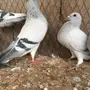جوز ايس منتج مع عياله جروم توب
