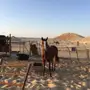 فرس - ، فرس انتاج طيبه