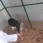 غزال جوز ذكر وانثى لقاح