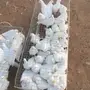 حمام فرنسي