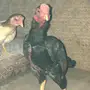 ديك ودجاجه كوووشامووو