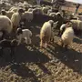 غنم نعيم تقريب 120 