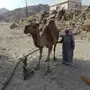 ناقه خلفه للبيع