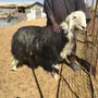 فحل نجدي مشروط