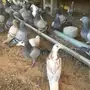 حمام  زاجل