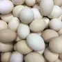 بيض بلدي طازج