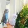 ازواج بادجي اليفه والوان متعدده