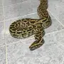 ثعبان اصله اي نوع 
