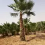 نخل واشنطن 