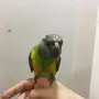 سنغالي بصحة ممتازة