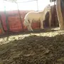 مشروع فحل فاخر 