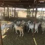 تيوس بيشيه بلديه - سمينه مقفله 